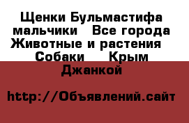 Щенки Бульмастифа мальчики - Все города Животные и растения » Собаки   . Крым,Джанкой